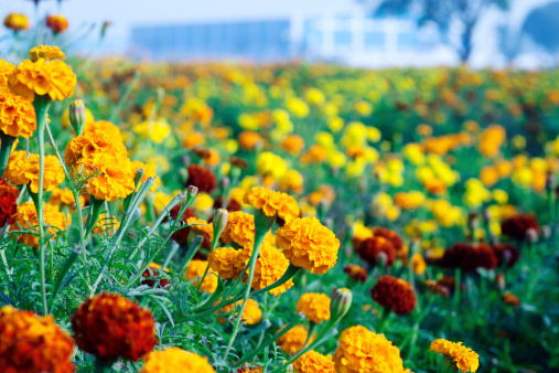 Marigold Flower Field Near Agriculture Building.