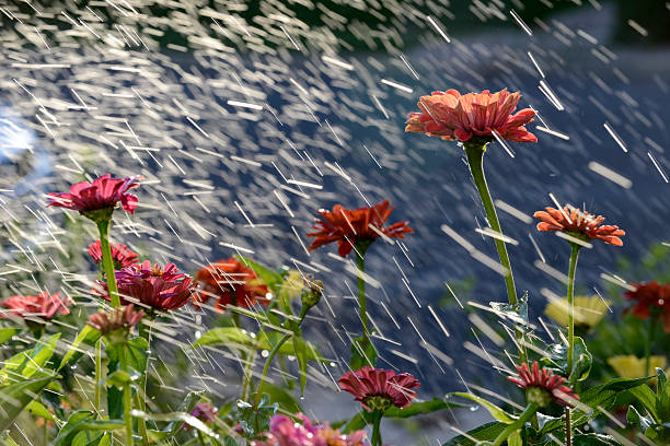 istock Sprinkler on flowers 183939349