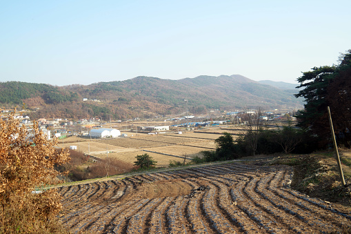 Kyoto,Japan-November 15, 2019: Beautiful Tea fields at Wazuka in Uji, Kyoto