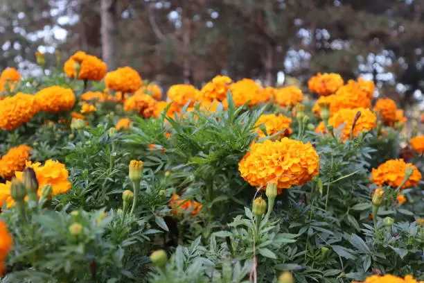 Marigold flowers or tagetes marigolds or ganda. Orange flower in garden. Istanbul, Turkey. 10/21/2023