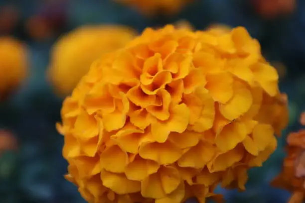 Marigold flowers or tagetes marigolds or ganda. Orange flower in garden. Istanbul, Turkey. 10/21/2023