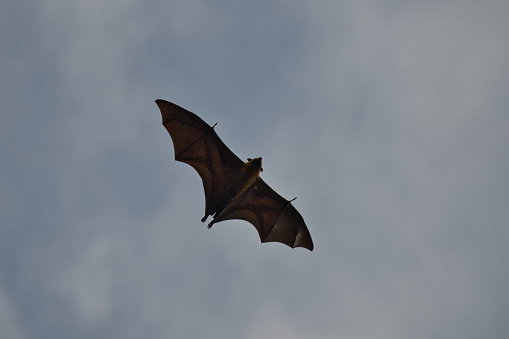 Seychelles fruit bat, flying fox, Mahe, Seychelles
