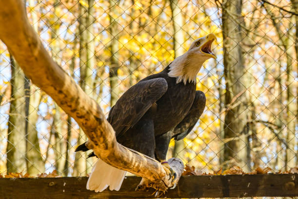 istock Bald eagle (Haliaeetus leucocephalus). Bird of prey in a cage 1839405687