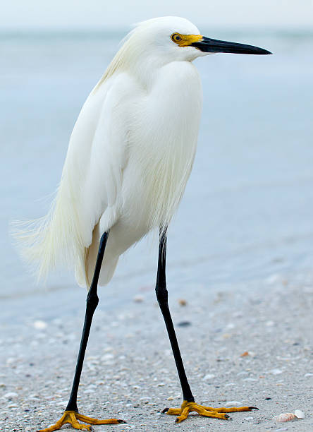 istock Snowy egret, (Egretta thula), standing on a sandy beach 183940581