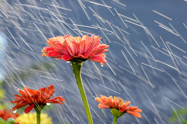 istock Flowers with water droplets 183940660