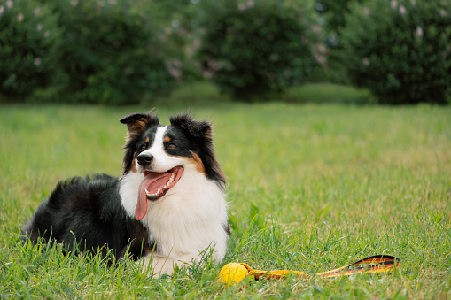 Elder but busy Border Collie running towards camera, with Paw in the air and snout open.