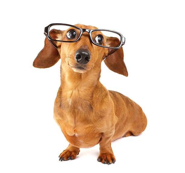 istock Dachshund dog with glasses 183940788