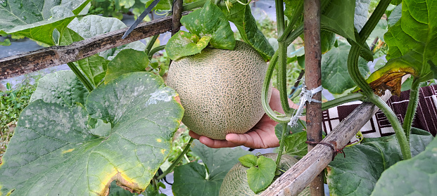 hand hold Green melons. cantaloupe melons plants growing in farm.