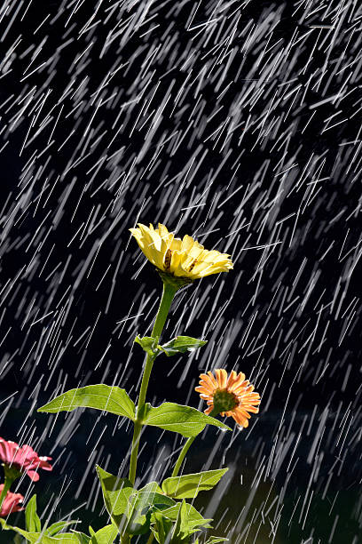 istock Flower in the Rain 183942194
