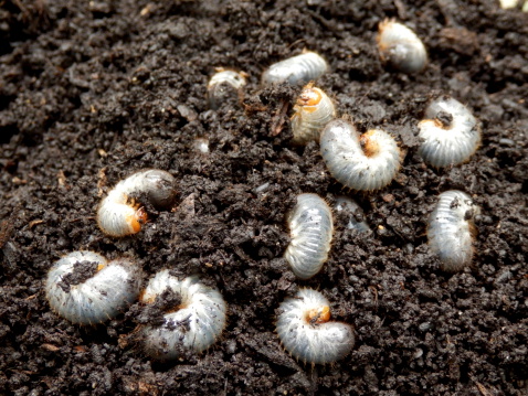 White grubs burrowing into the soil. The larva of a chafer beetle, sometimes known as the May beetle, June bug or June Beetle.