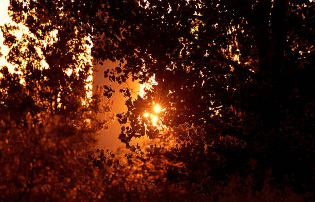 Golden hour sunlight shines through the trees and illuminates autumn foliage and the surrounding landscapes during a peaceful fall evening in Toronto, Ontario, Canada.