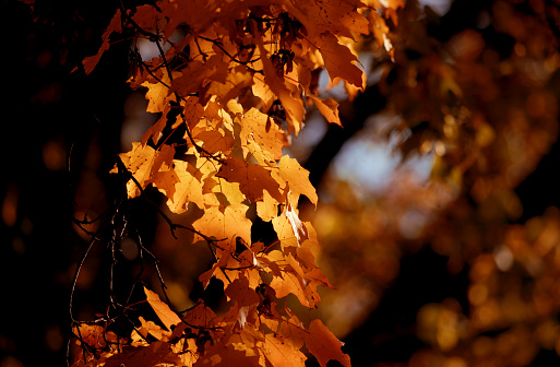 Golden hour sunlight illuminates autumn foliage during a peaceful fall evening in Toronto, Ontario, Canada.