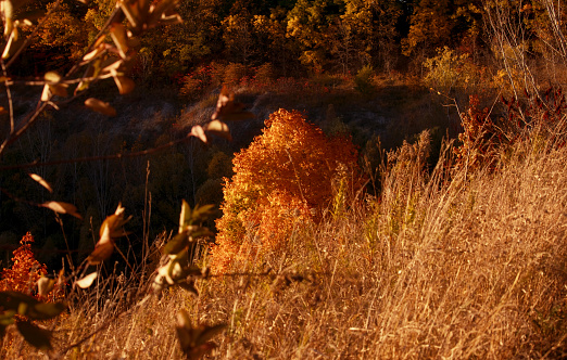 Golden hour sunlight illuminates autumn foliage and the surrounding landscapes during a peaceful fall evening in Toronto, Ontario, Canada.