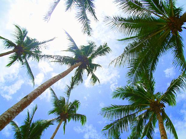 ansammlung von palmen palmeiras inferior vista - tropical tree clear sky southern california san diego california - fotografias e filmes do acervo
