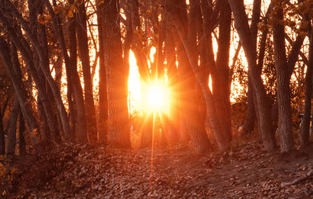 Golden hour sunlight shines through the trees and illuminates autumn foliage and the surrounding landscapes during a peaceful fall evening in Toronto, Ontario, Canada.