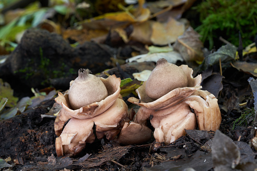 Inedible mushroom Geastrum triplex on the ground. Known as Collared Earthstar. Two wild mushrooms in floodplain forest.