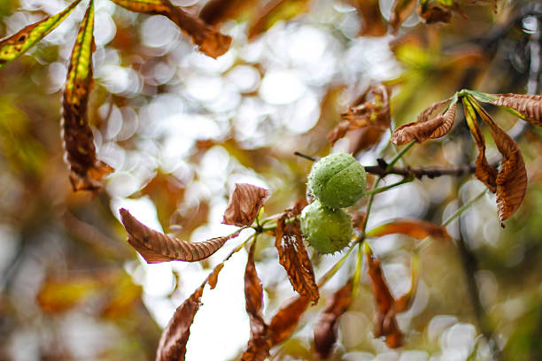 Horse chestnuts with leaves on tree. stock photo