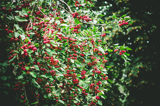 hawthorn tree with many fresh red berries in the green stock photo