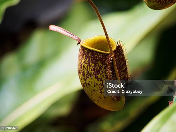 Planta Carnívora Foto de stock y más banco de imágenes de Acorralado - Acorralado, Angiosperma, Biodiversidad