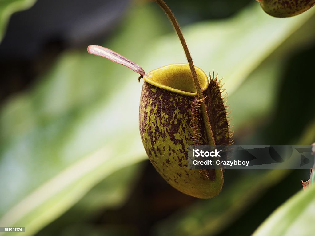 Pianta carnivora - Foto stock royalty-free di Albero