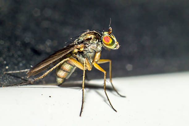 istock Portraiy of a sitting fly 183945493