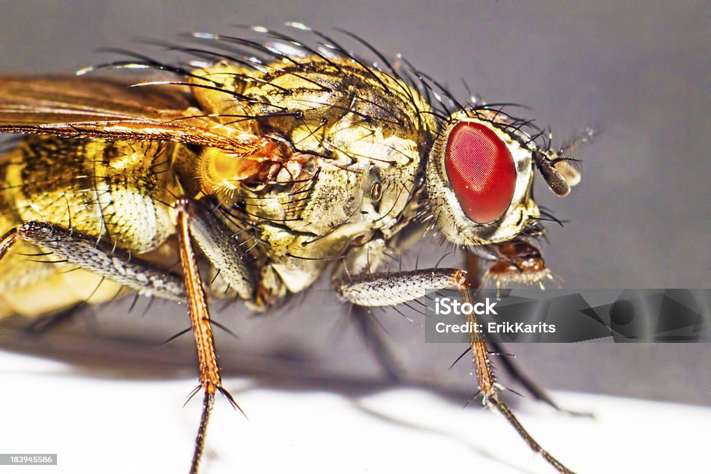 Portraiy einer Muscid Fly (Phaonia angelicae) - Lizenzfrei Bunt - Farbton Stock-Foto