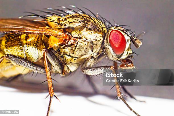 Portraiy Einer Muscid Fly Stockfoto und mehr Bilder von Bunt - Farbton - Bunt - Farbton, Einzelnes Tier, Erforschung