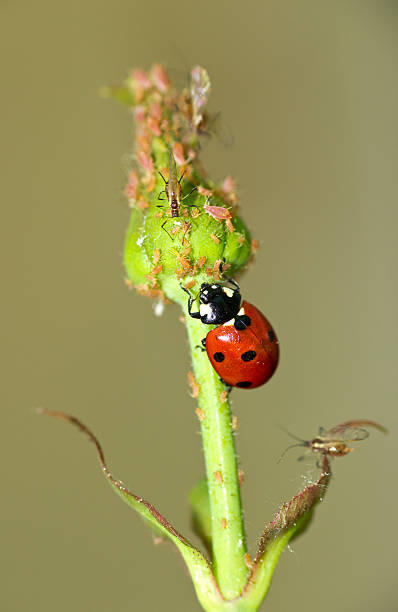 Ladybug-enemy of the aphid stock photo