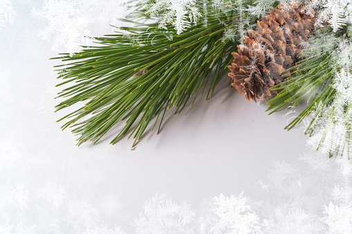 Festive Christmas background with a branch of live spruce and pine with a cone on a white background, top view.