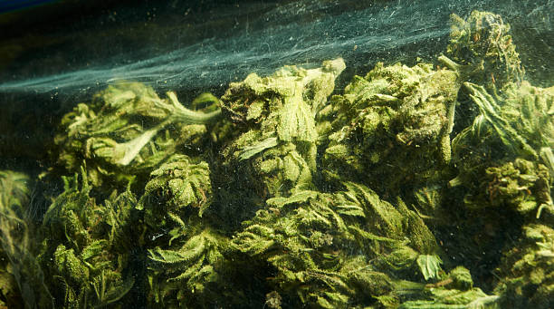 istock Medical Marijuana Detail 183947421