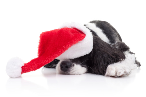 Spaniel dog in Santa hat dreams of Christmas