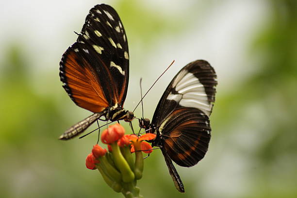 istock Kissing butterlies 183947745