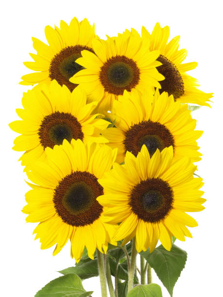 istock Group of Sunflowers on white Background - Isolated 1839478653