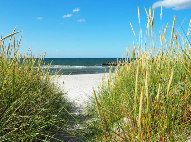 istock Baltic Sea Beach with Seagrass View 1839479173