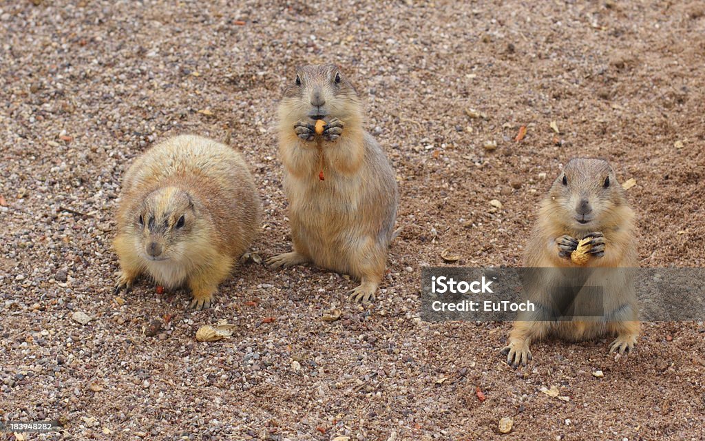 Chiens de Prairie en-cas, - Photo de Agripper libre de droits