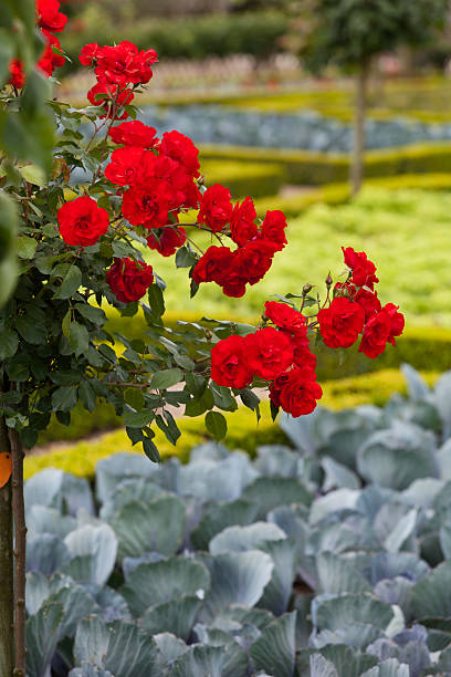 istock Gardens and Chateau de Villandry 183948338