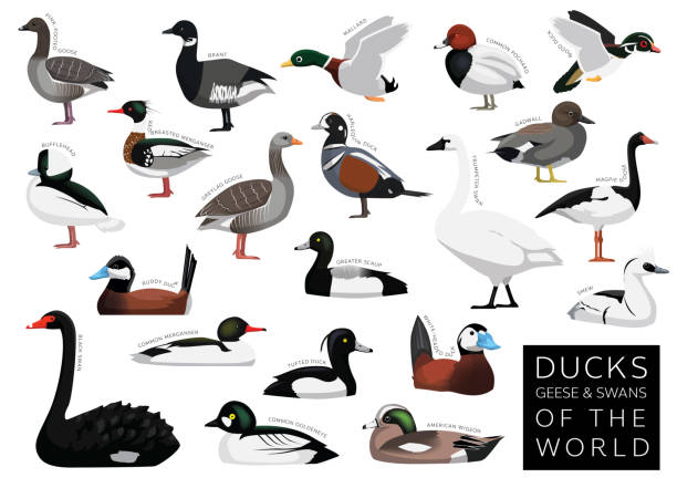 100+ Wood Duck Stock Illustrations, Royalty-Free Vector Graphics
