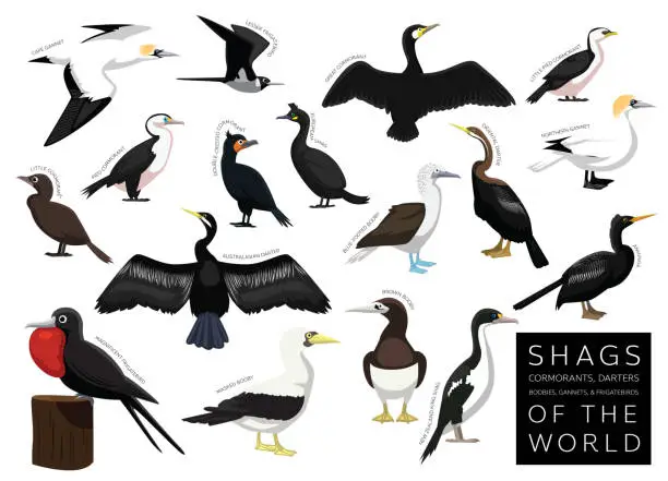 Vector illustration of Birds Shag Cormorant Darter Gannet Booby Frigatebird of the World Set Cartoon Vector Character