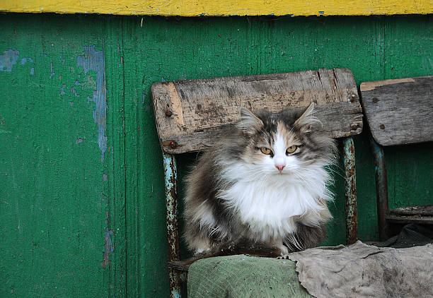istock Cat on  background of a wall 183948933