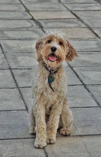 istock Dog posing for a photo 183949203