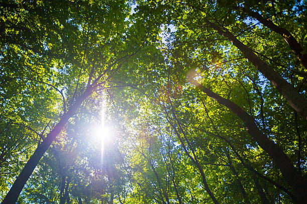 Photo of Sunshine rays through tall forrest trees