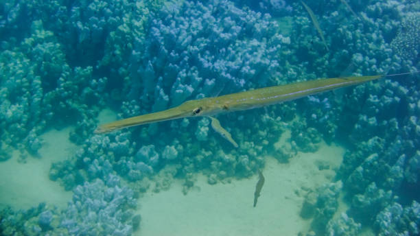 istock bluespotted cornetfish looking into the camera during diving in the red sea egypt 1839504665