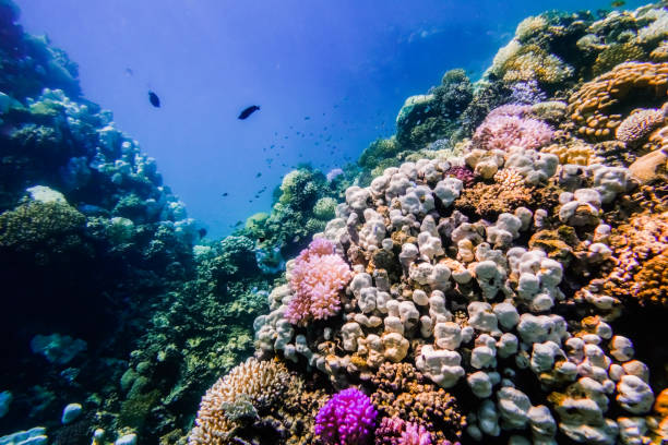 istock coridor through a coral reef during snorkeling in marsa alam egypt 1839504672