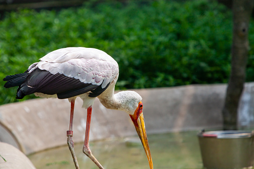 Two white pelicans in the pond