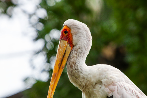 Mycteria ibis,yellow-billed stork