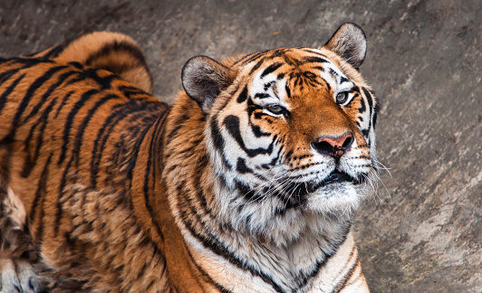 Siberian tiger (Panthera tigris altaica), also known as the Amur tiger.