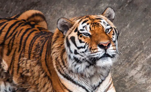 Photo of Tiger close up