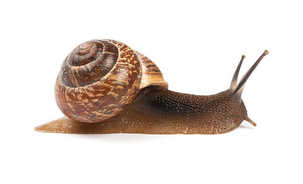 istock Garden snail on white background 183950942