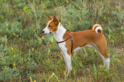 Cute Basenji dog - troop leader in the wild grass.