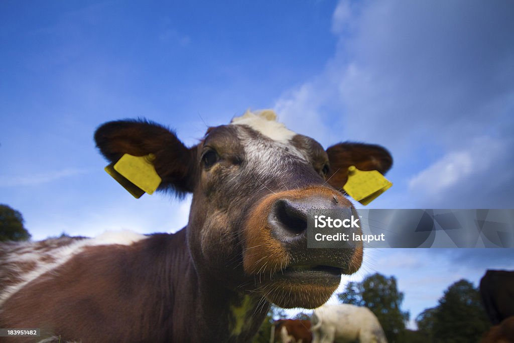 オランダの牛 - オランダのロイヤリティフリーストックフォト